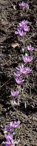 Close-up photograph of saffron crocus (Crocus sativus) blossoms. These flowers, growing on the island of Sardinia off the coast of Italy, are ready for harvesting-November 2005. The bulbs can remain in the ground for four to five years. After that, they must be dug up and replaced with new bulbs, but planted in a different location. To produce a successful crop, saffron cannot be planted again in the same ground for 15 to 20 years. Consequently, considerable land is needed to cultivate this rare spice. Anna Tatti, Sardinia